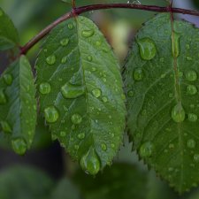 Canon 4000D - тест 2