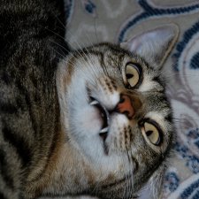 Котовые истории