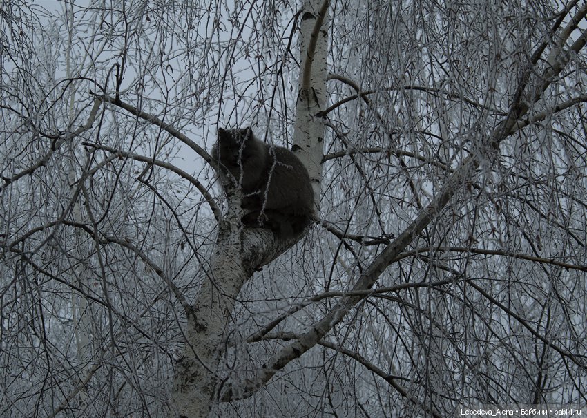 Декабрьская история от Марты (фото 6)