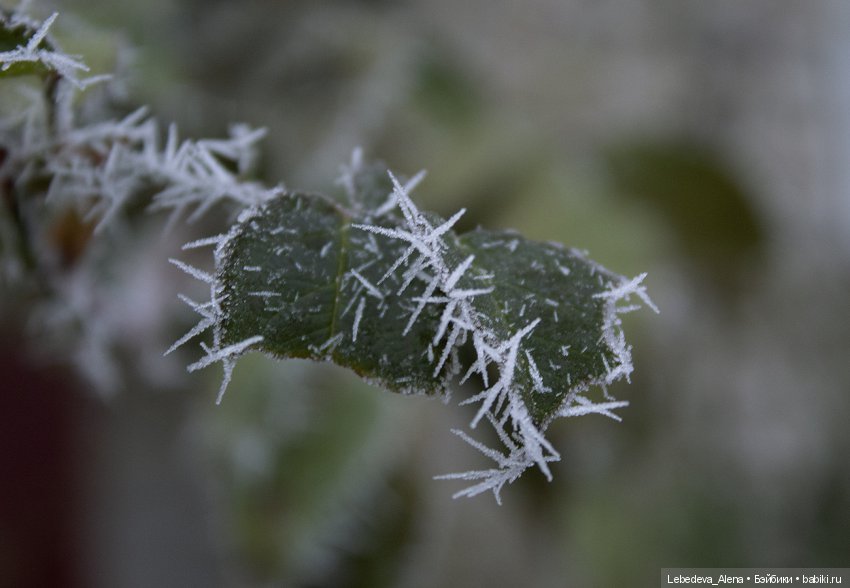 Декабрьская история от Марты