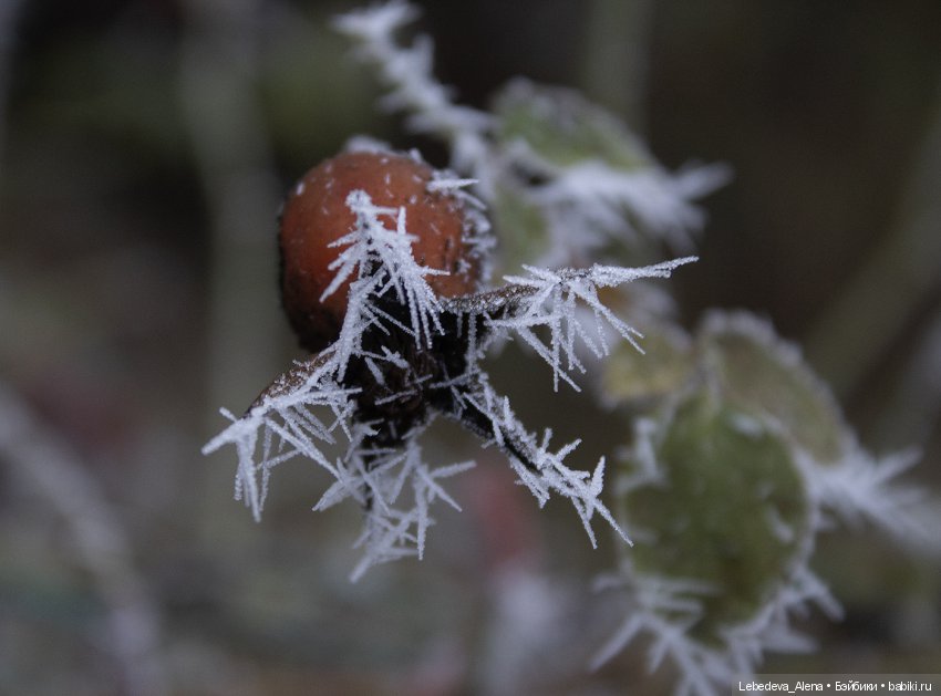 Декабрьская история от Марты (фото 2)
