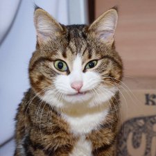 БЖД питомцы