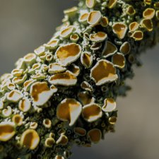 Весна в стиле макро