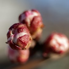 Весна в стиле макро 2