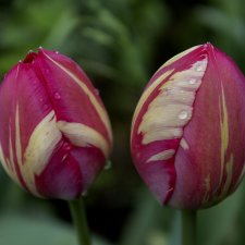 С Днем Победы