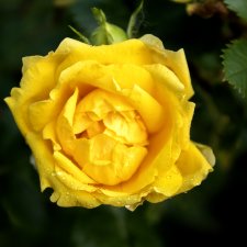 Просто цветы