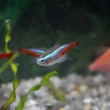 Домашний "океанариум"