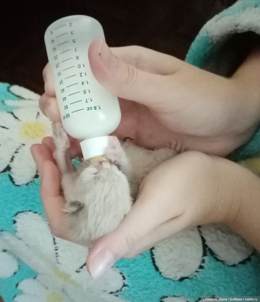 Масяня - печальная котоистория | Бэйбики Масяня - печальная котоистория (фото 2)