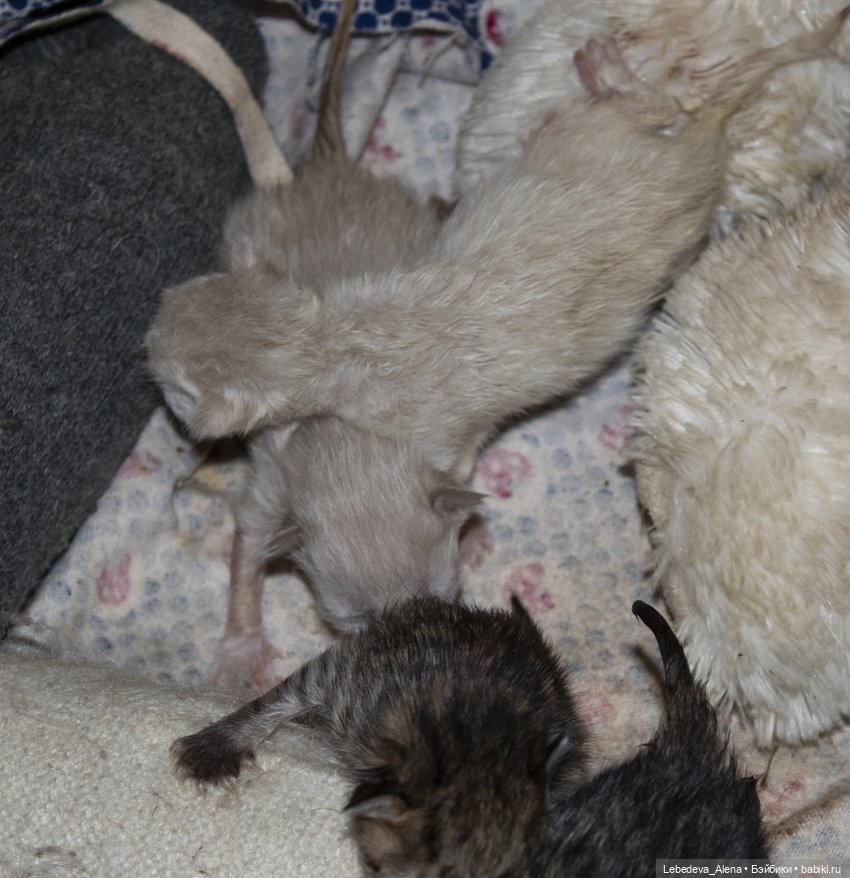 Масяня - печальная котоистория | Бэйбики Масяня - печальная котоистория