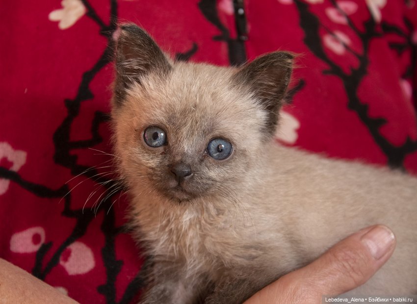 Масяня - печальная котоистория | Бэйбики Масяня - печальная котоистория (фото 5)