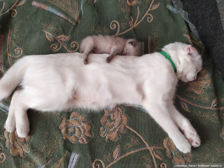 Масяня - печальная котоистория | Бэйбики Масяня - печальная котоистория (фото 4)