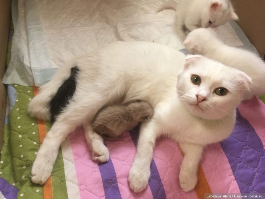 Масяня - печальная котоистория | Бэйбики Масяня - печальная котоистория (фото 3)