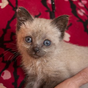 Масяня - печальная котоистория