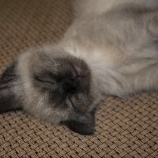 Масяня - котоистория, часть 2