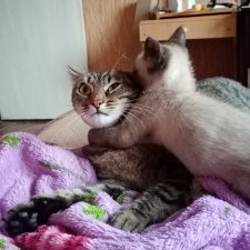 Масяня - тайская борзая