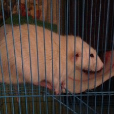 Символ года. А что он значит?