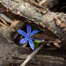 Весна пришла