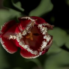 По традиции - цветы