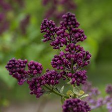 Цветочное настроение, часть 2