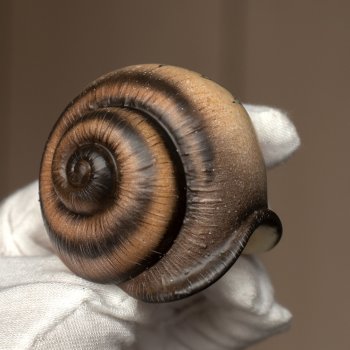 Улиточные работы, часть 1