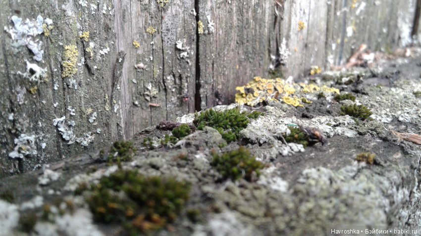 Царство грибов, мхов и лишайников прямо в нашем дворе