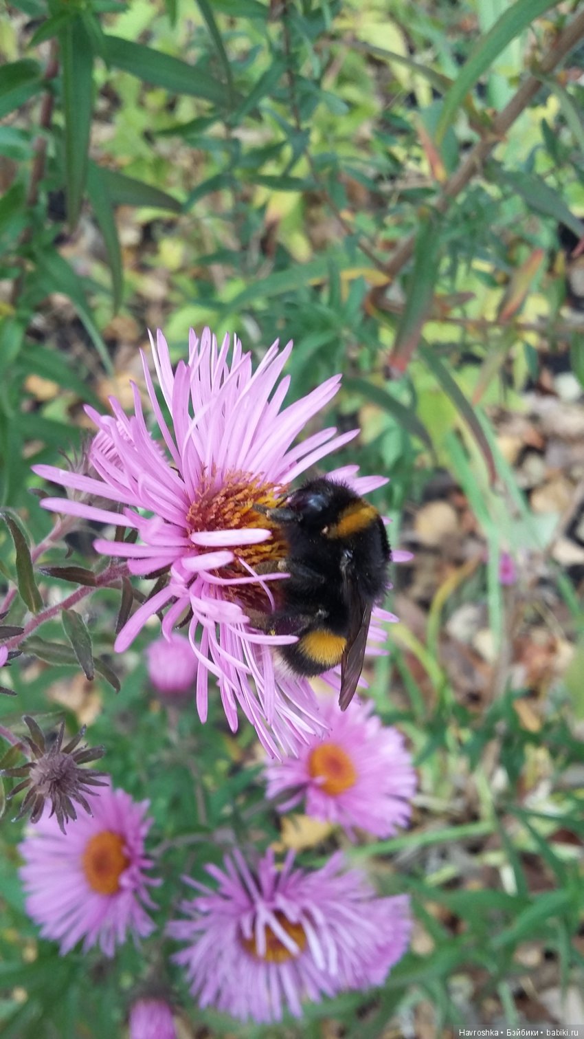Время осенних депрессяшек (фото 2)