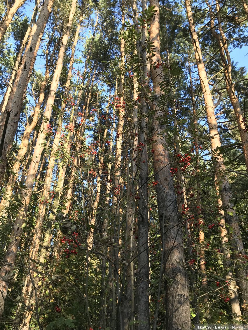 Прогулка с плюшечками от Heidi Plusczok- 3. Дню рыжиков посвящается