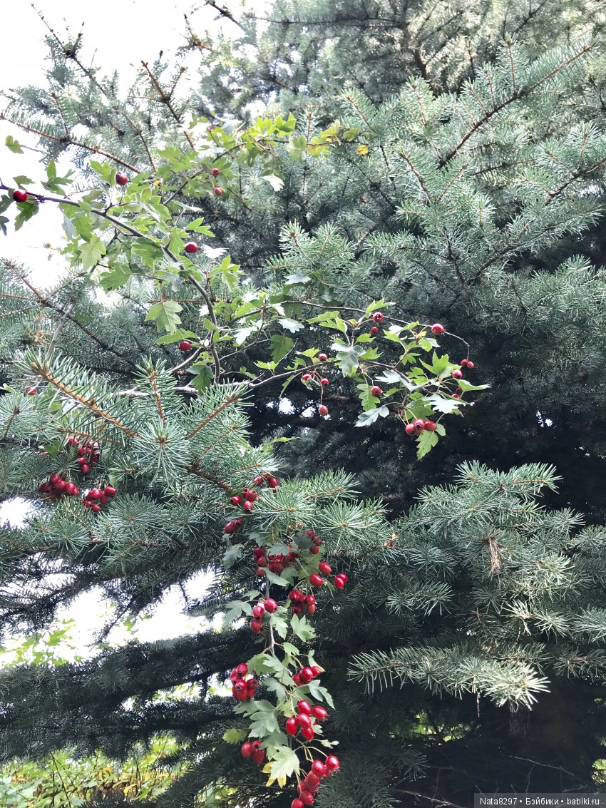 Дорис от Heidi Plusczok в осенний день на Волге (фото 7)