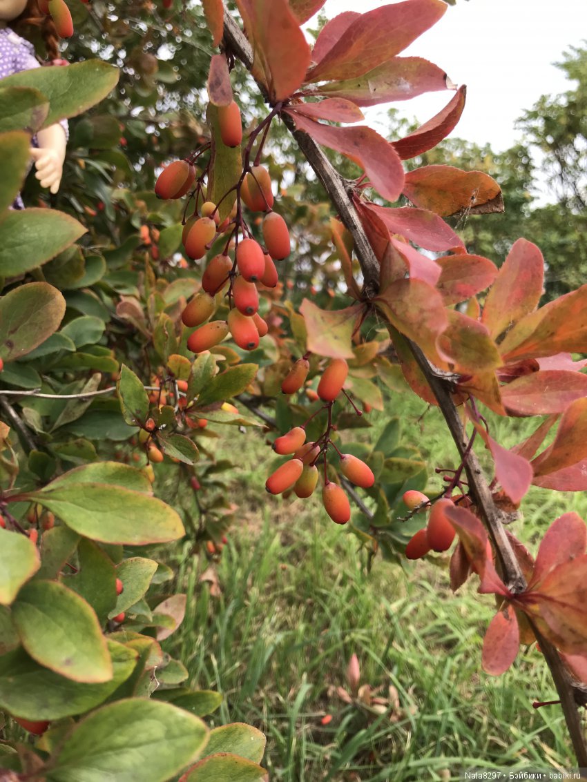 Дорис от Heidi Plusczok в осенний день на Волге