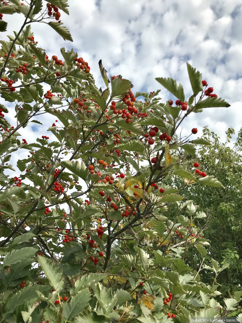Дорис от Heidi Plusczok в осенний день на Волге (фото 4)