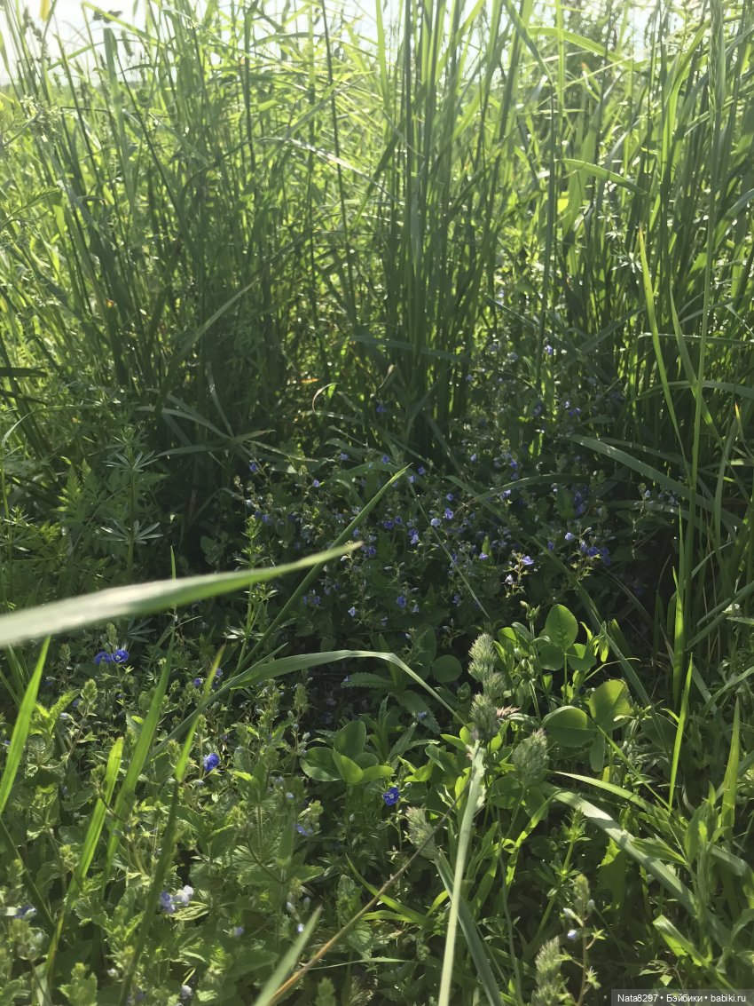 Первая прогулка малышки пукифи Дони от Fairyland