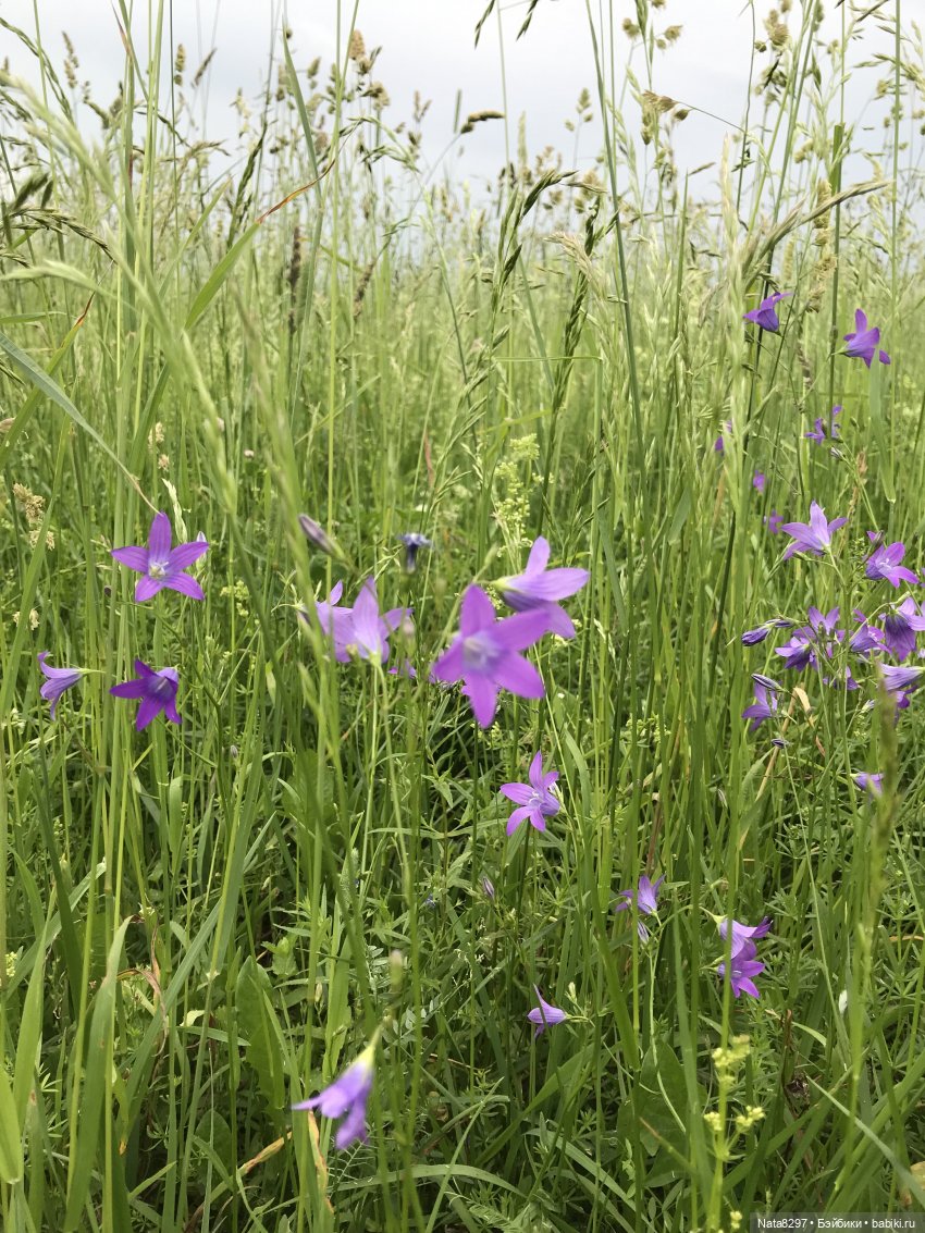 Прогулка с Питером перед дождём