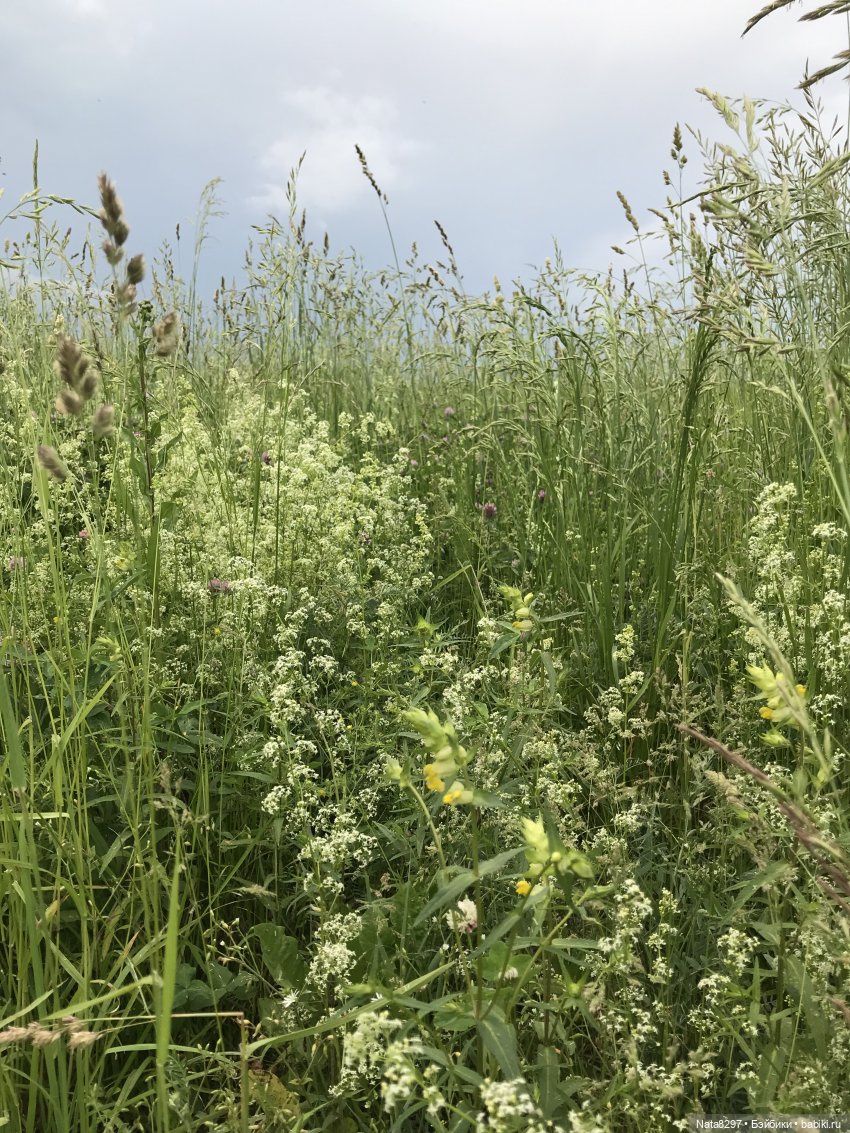 Прогулка с Питером перед дождём