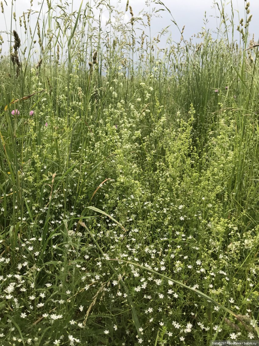 Прогулка с Питером перед дождём