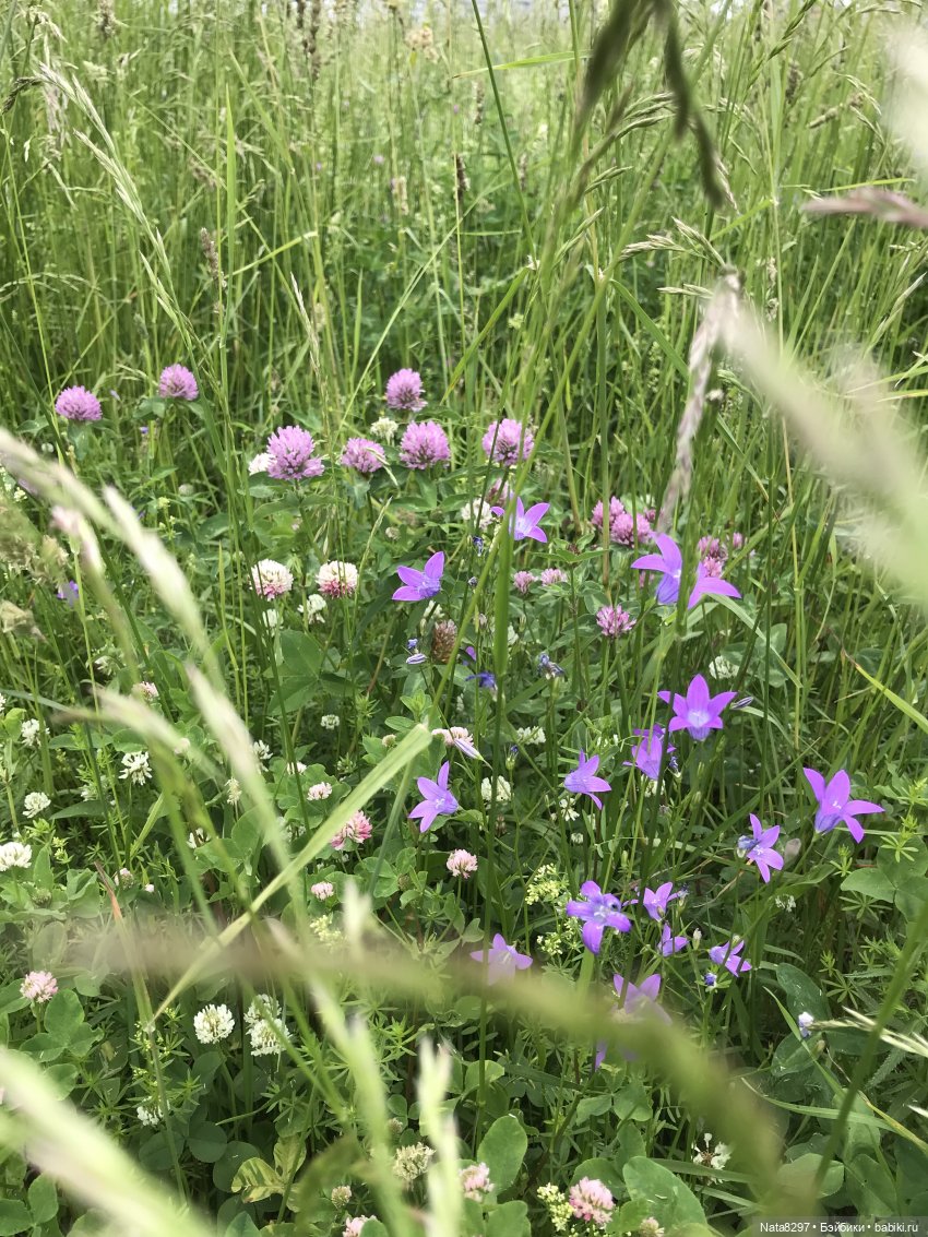 Эльфик Нинуш. Постконкурс