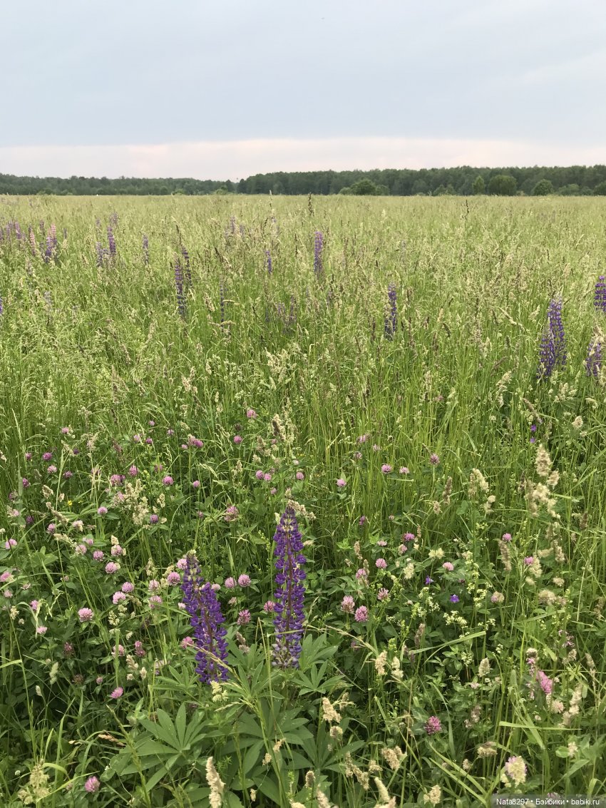Эльфик Нинуш. Постконкурс