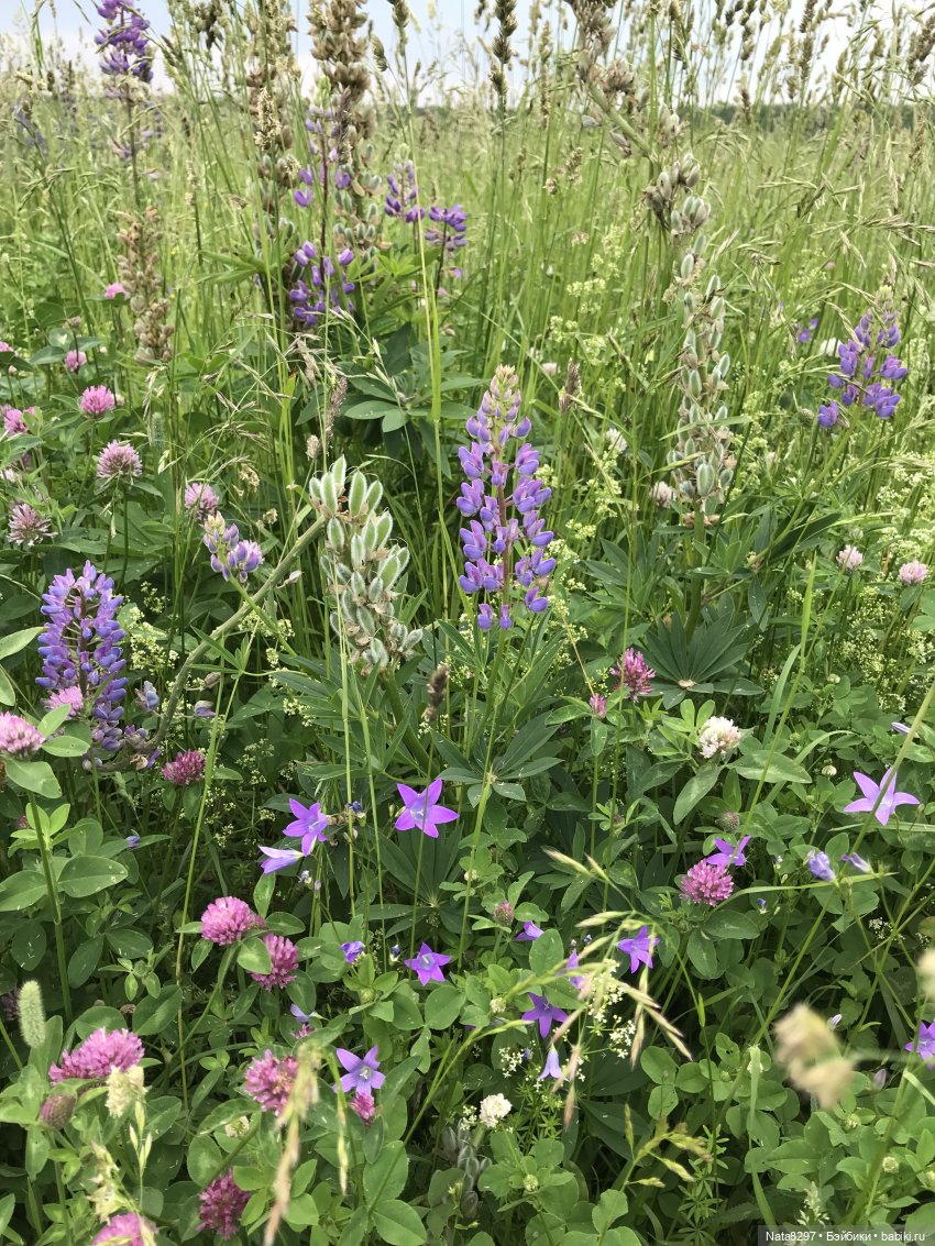 Эльфик Нинуш. Постконкурс