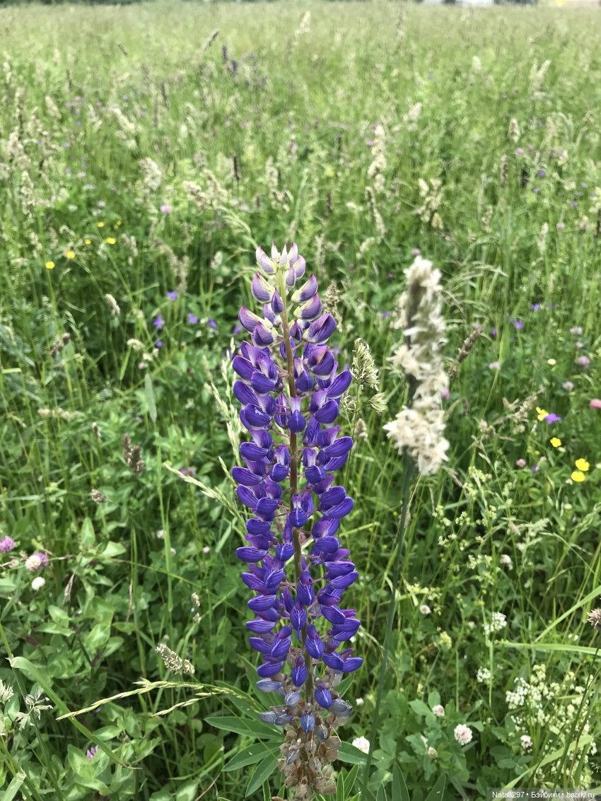 Эльфик Нинуш. Постконкурс