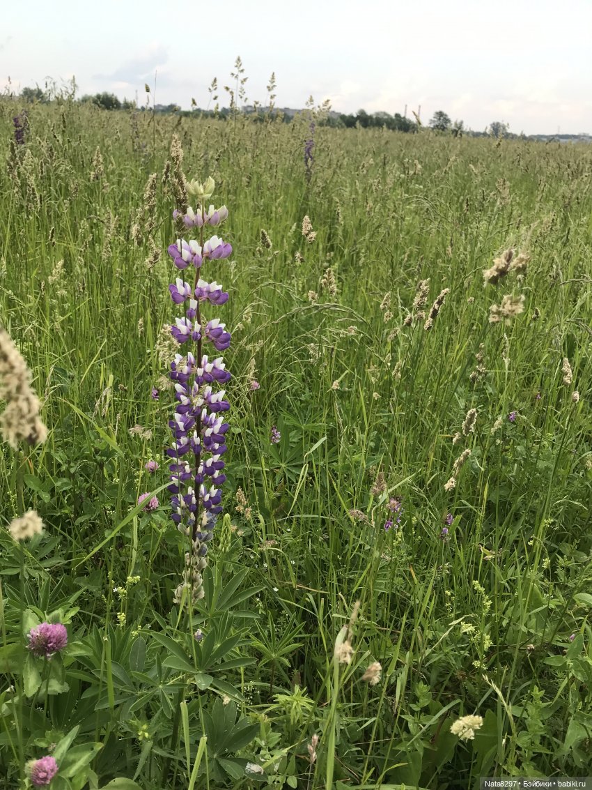 Эльфик Нинуш. Постконкурс
