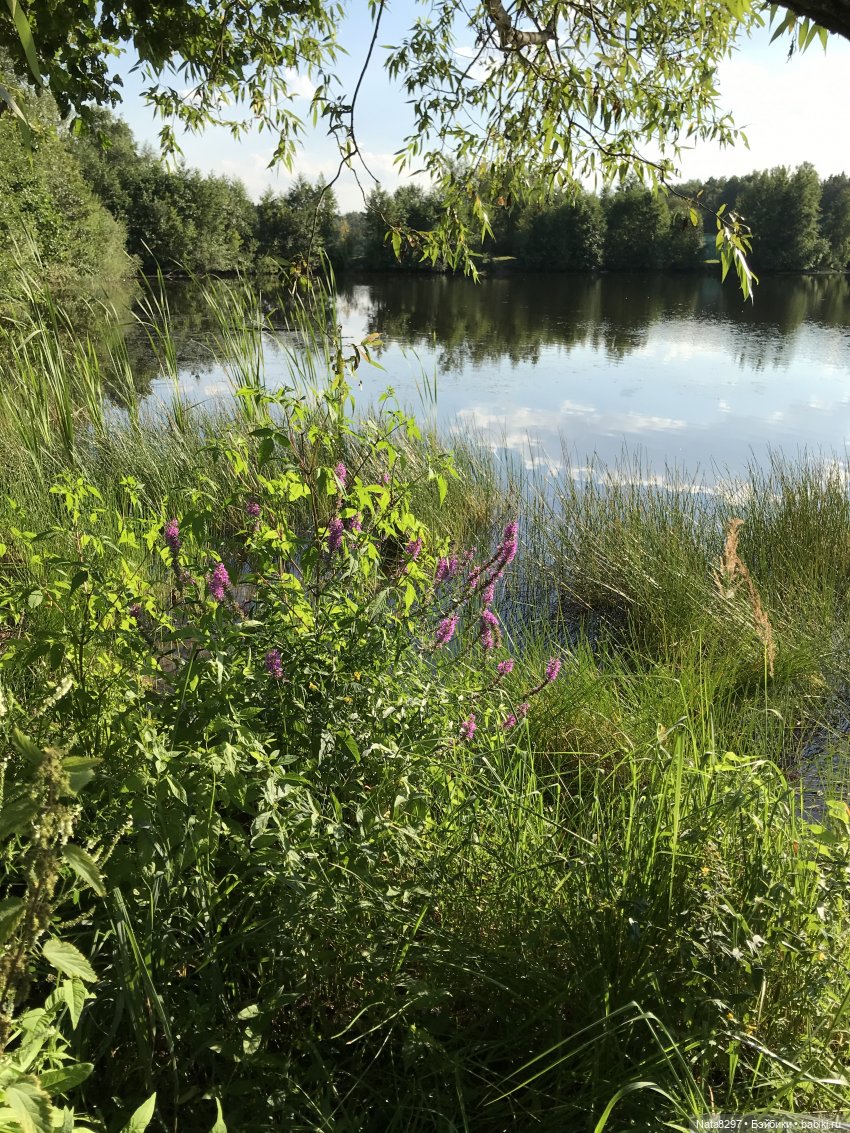 Принцесса сказочной страны, Little Darling Shiloh. Памяти Дианы Эффнер посвящается