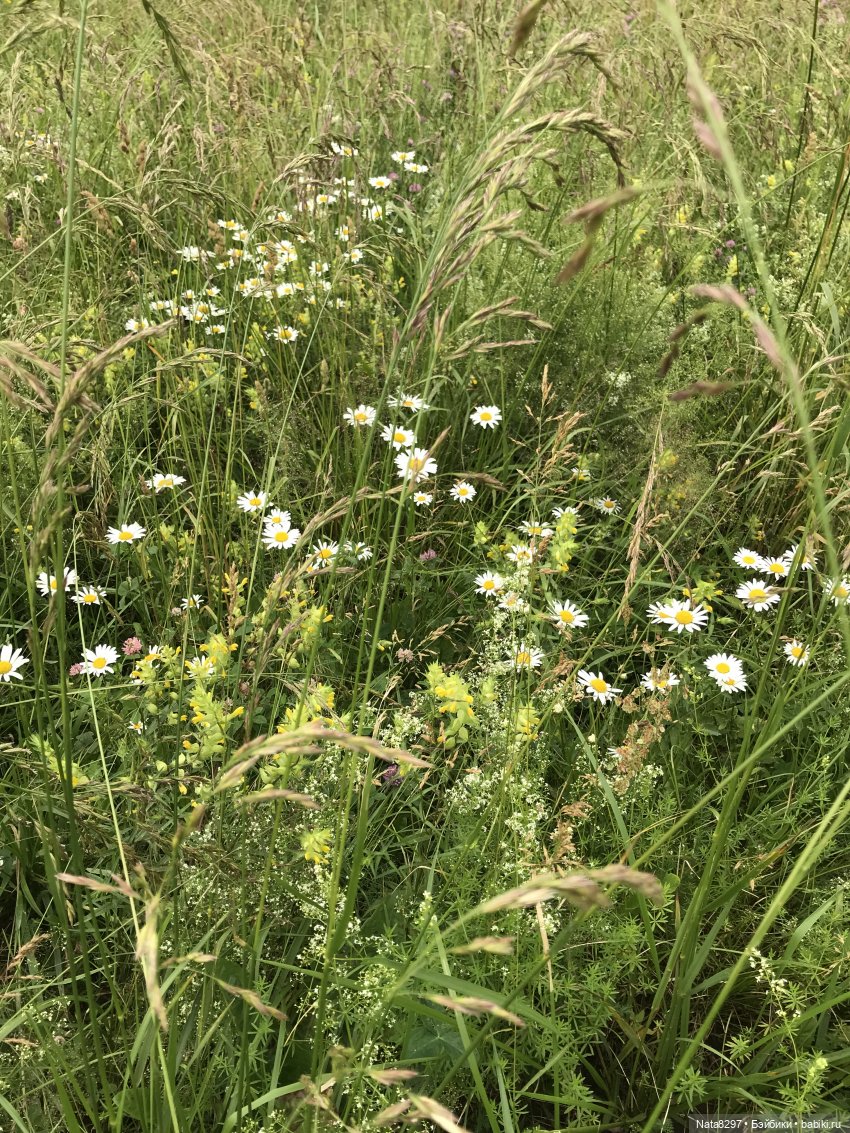 Принцесса сказочной страны, Little Darling Shiloh. Памяти Дианы Эффнер посвящается (фото 9)
