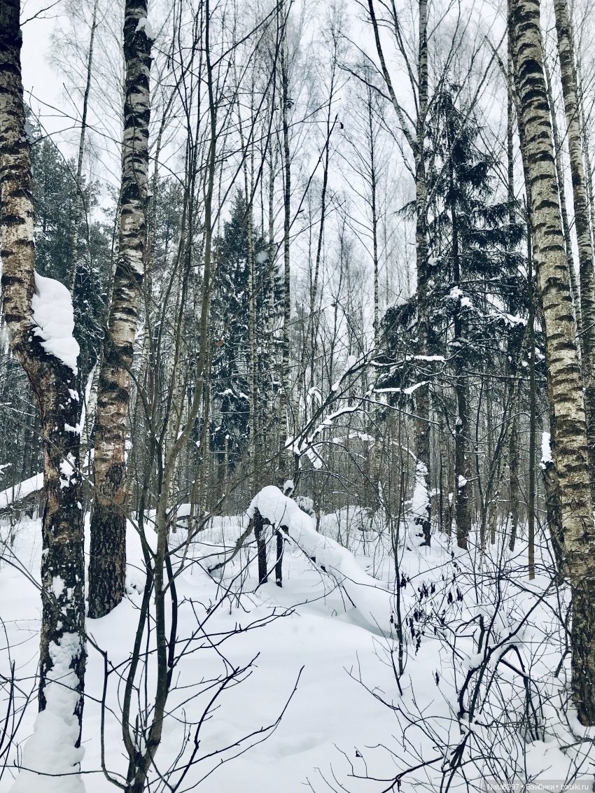Прогулка по зимнему лесу с Хайке от Heidi Plusczok | Бэйбики Прогулка по зимнему лесу с Хайке от Heidi Plusczok