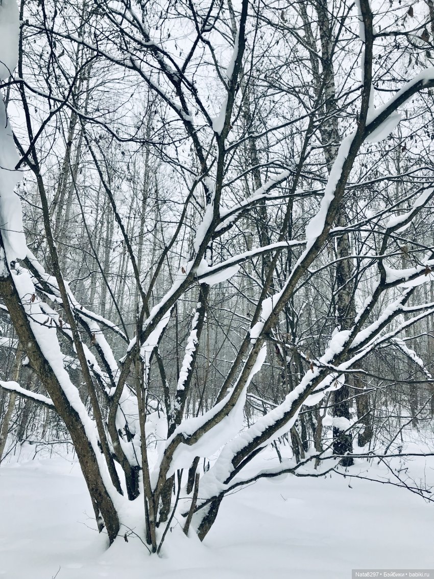 Прогулка по зимнему лесу с Хайке от Heidi Plusczok | Бэйбики Прогулка по зимнему лесу с Хайке от Heidi Plusczok