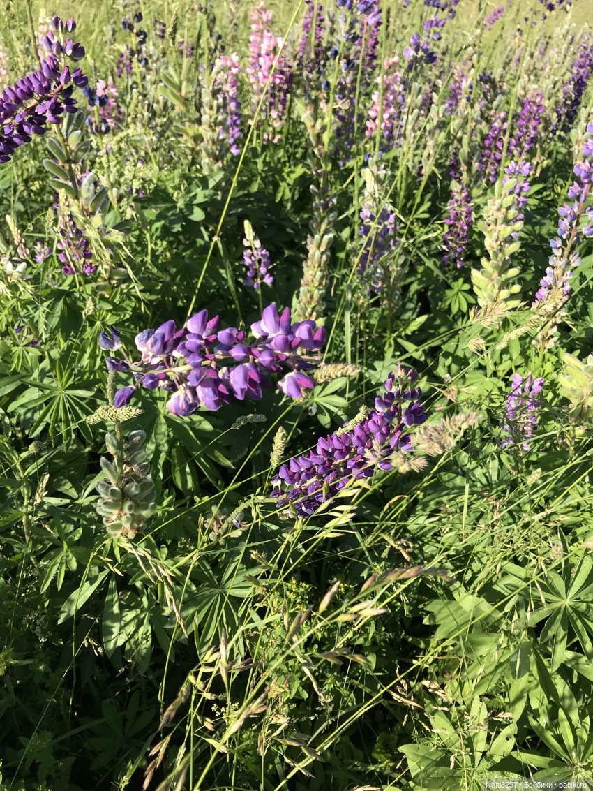 Плюшечки в цвету. Часть 1. Зоя и Дорис от Heidi Plusczok