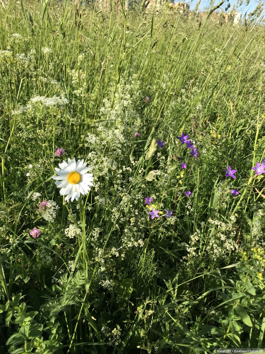 Плюшечки в цвету. Часть 1. Зоя и Дорис от Heidi Plusczok (фото 10)