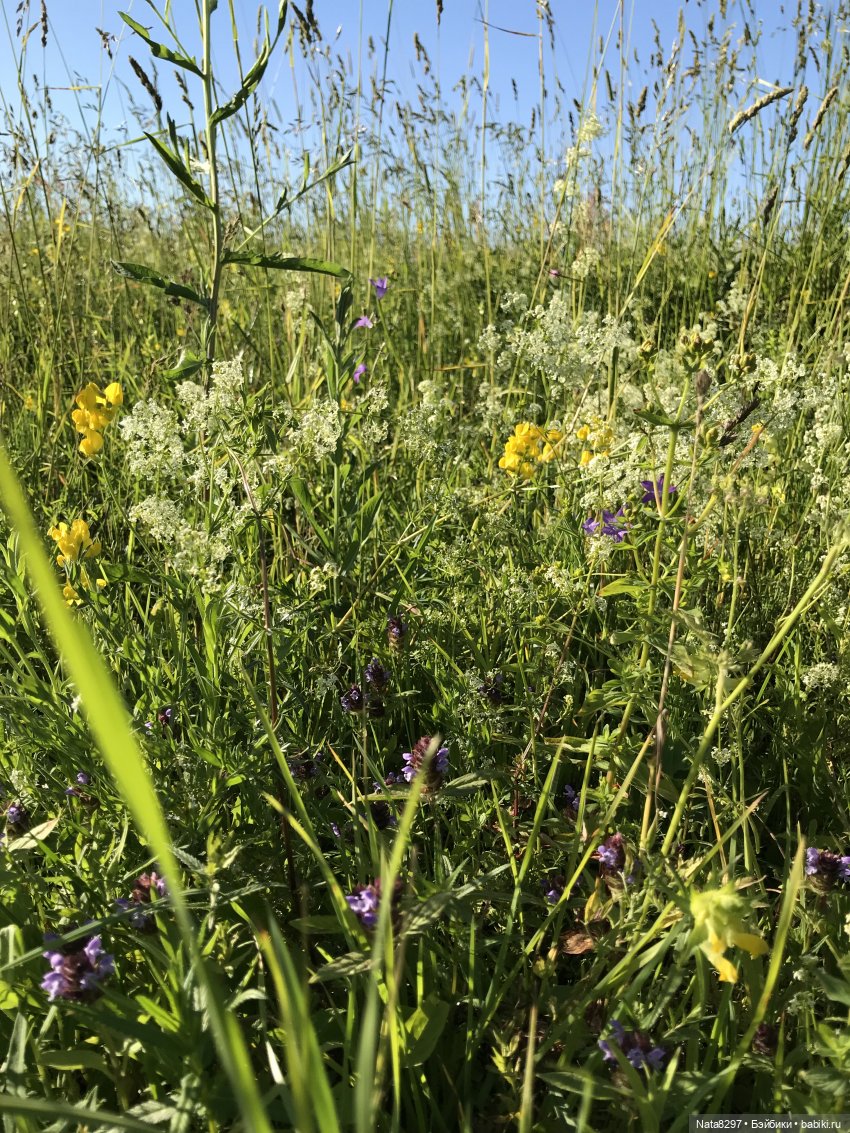 Плюшечки в цвету. Часть 1. Зоя и Дорис от Heidi Plusczok