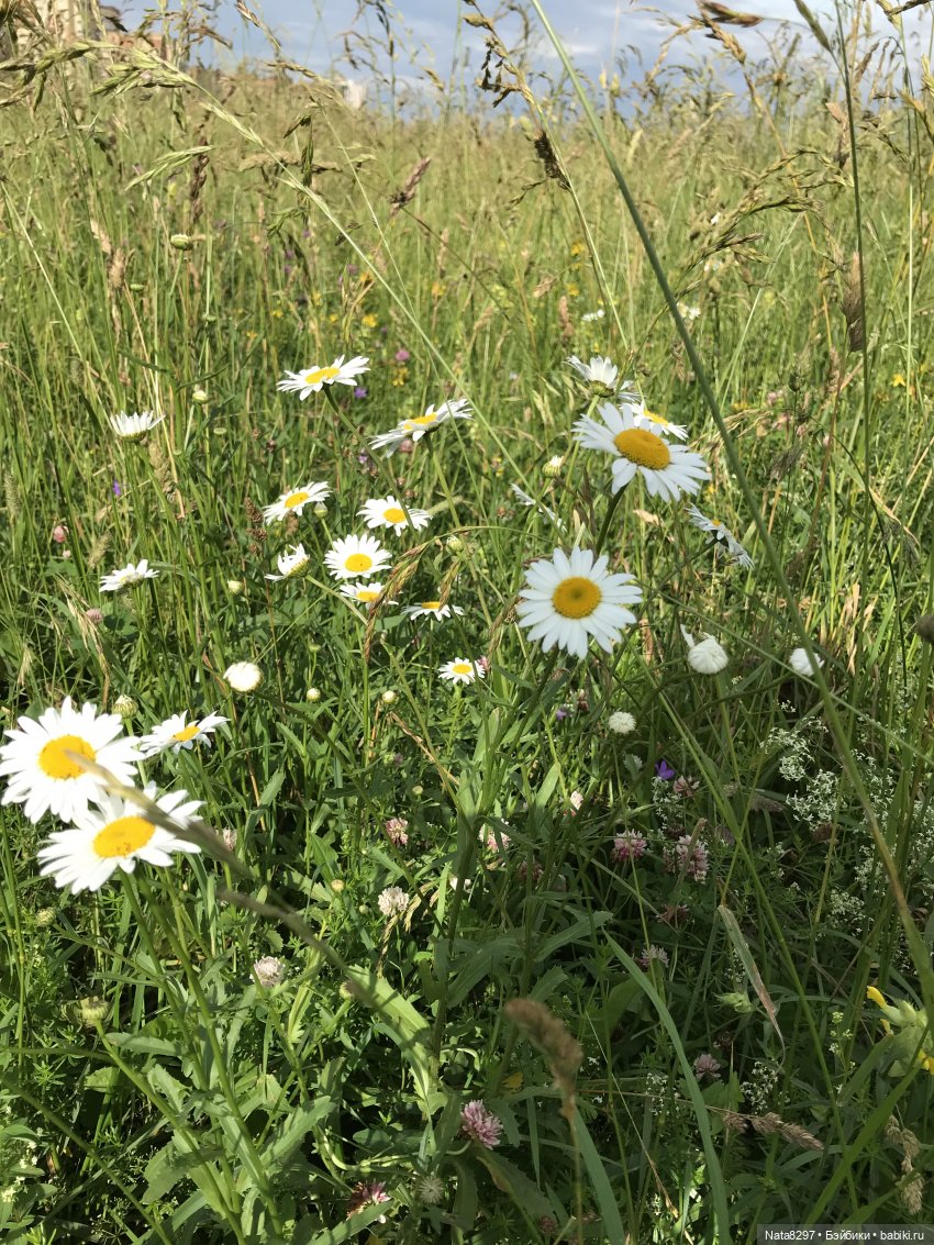 Плюшечки в цвету. Часть 2. Пеппи и Лизель от Heidi Plusczok (фото 9)