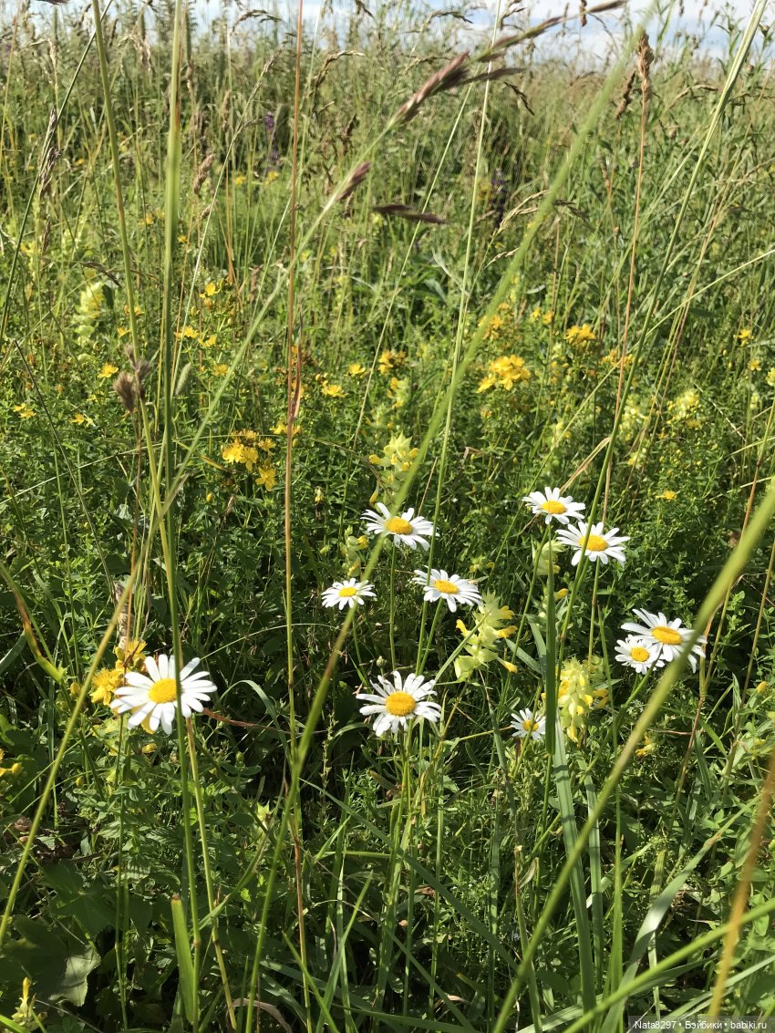 Плюшечки в цвету. Часть 2. Пеппи и Лизель от Heidi Plusczok