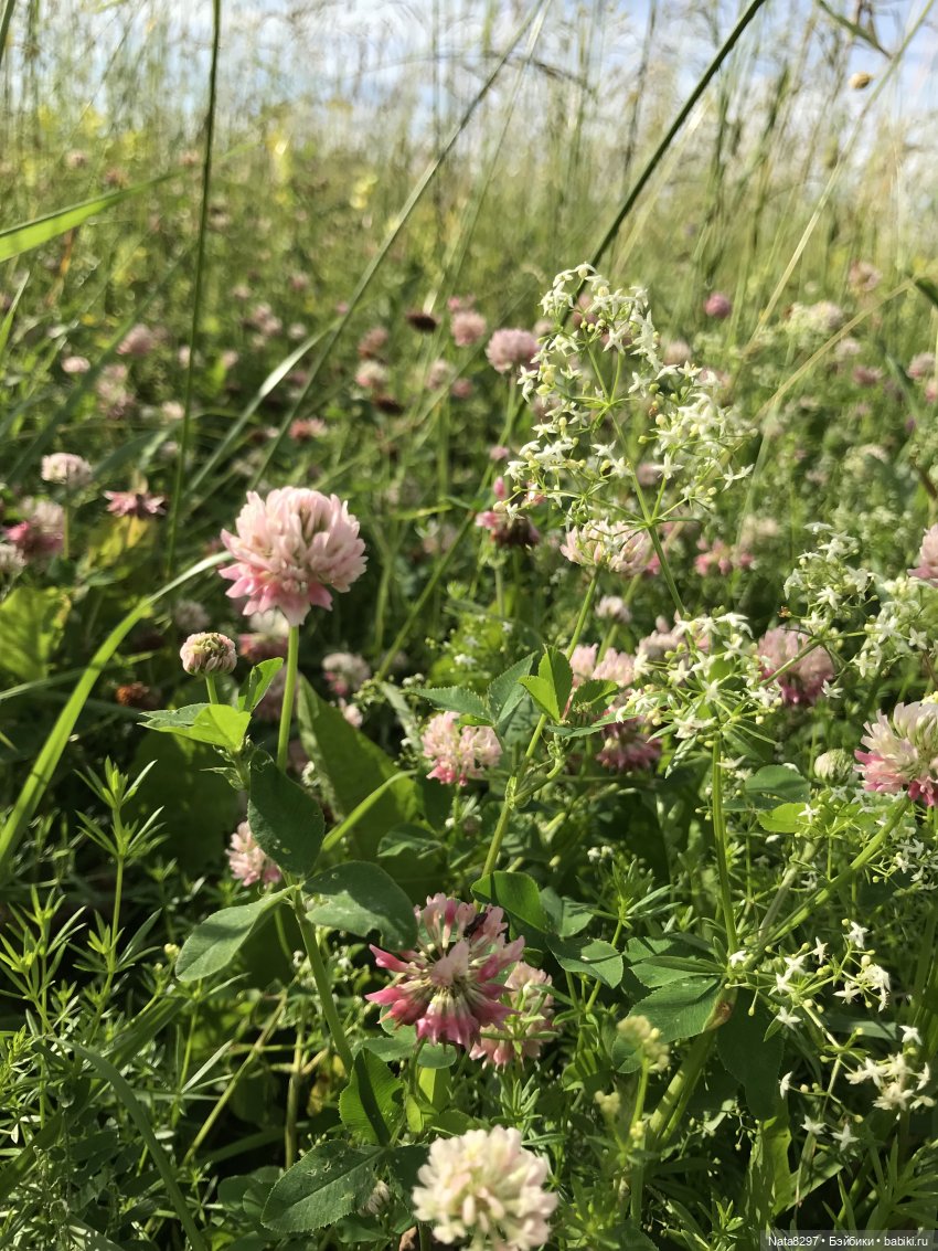 Плюшечки в цвету. Часть 2. Пеппи и Лизель от Heidi Plusczok