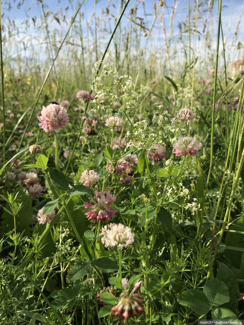 Плюшечки в цвету. Часть 2. Пеппи и Лизель от Heidi Plusczok